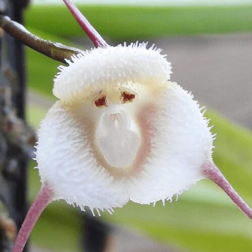 White Monkey Face Orchid Flower - Heirloom, Non - Gmo Seeds