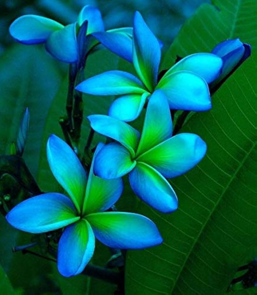 Plumeria Green flower seeds