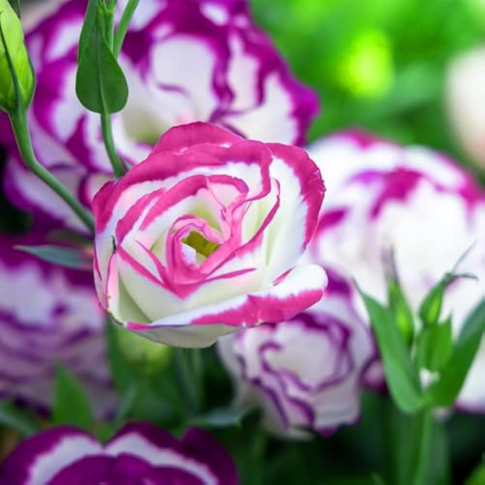 Pink White flower seeds