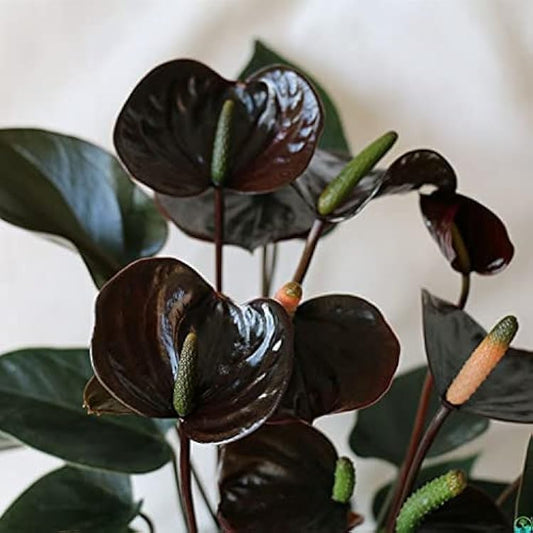 Black Anthurium flower seeds