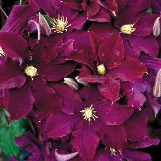 Burgundy Clematis flower seeds