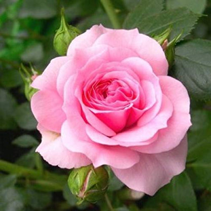 Pink Rose flower seeds