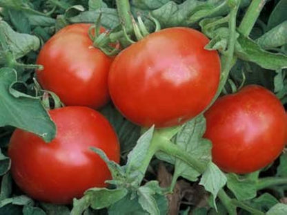 mountain pride tomato seeds
