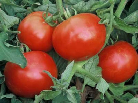 mountain pride tomato seeds