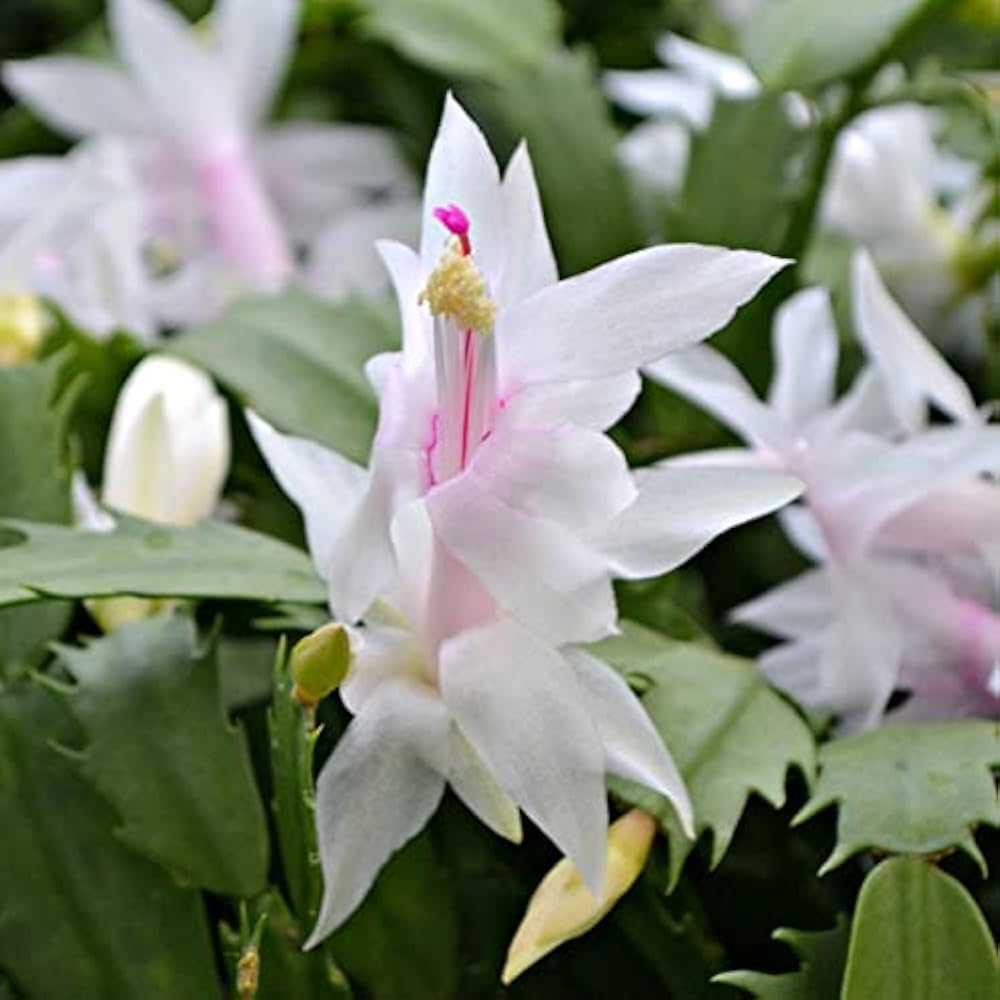 Zygocactus Schlumbergera flower seeds
