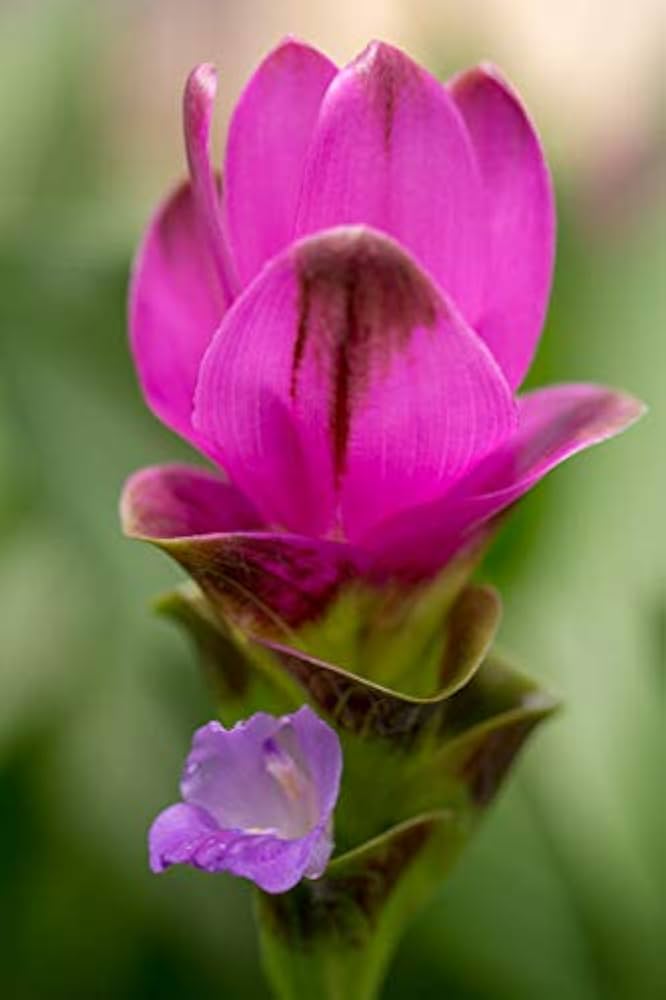 Purple Curcuma Flower Seeds for Planting – Heirloom Non-GMO Garden Seeds