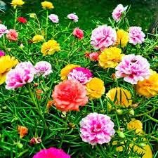 Portulaca flower seeds