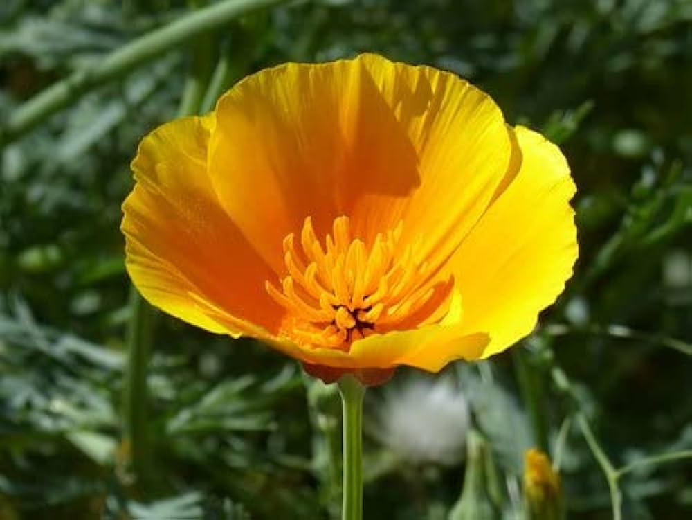 California Poppy flower seeds
