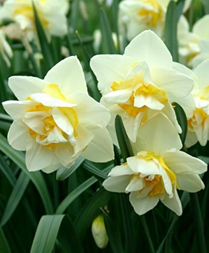 White Yellow flower seeds