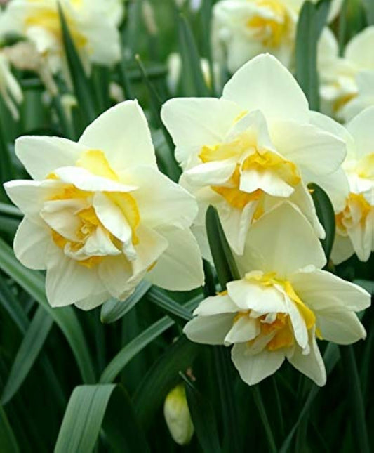 White Yellow flower seeds