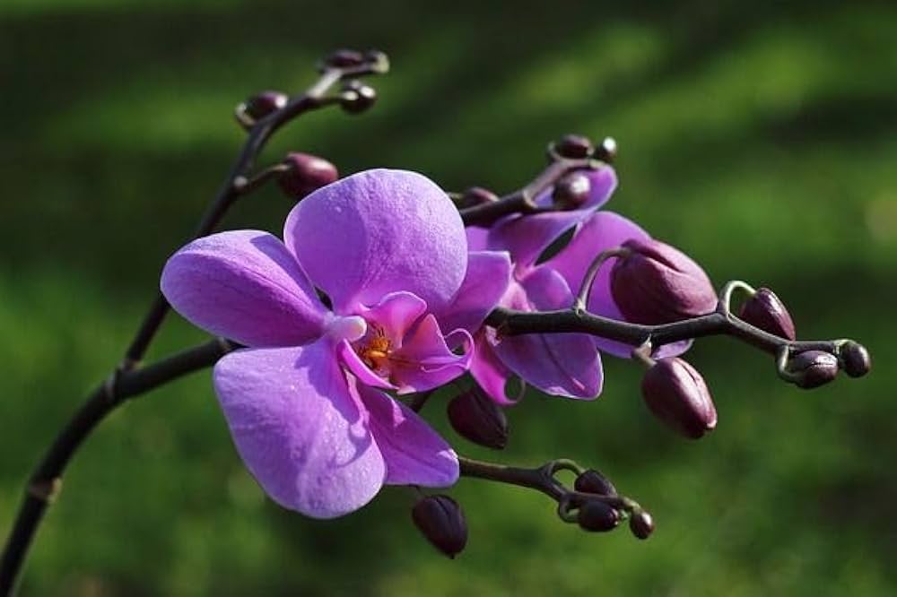 Violet Hydroponic flower seeds