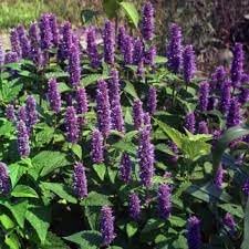 Agastache Mexicana flower seeds