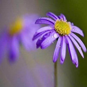 Blue Brachycome flower seeds
