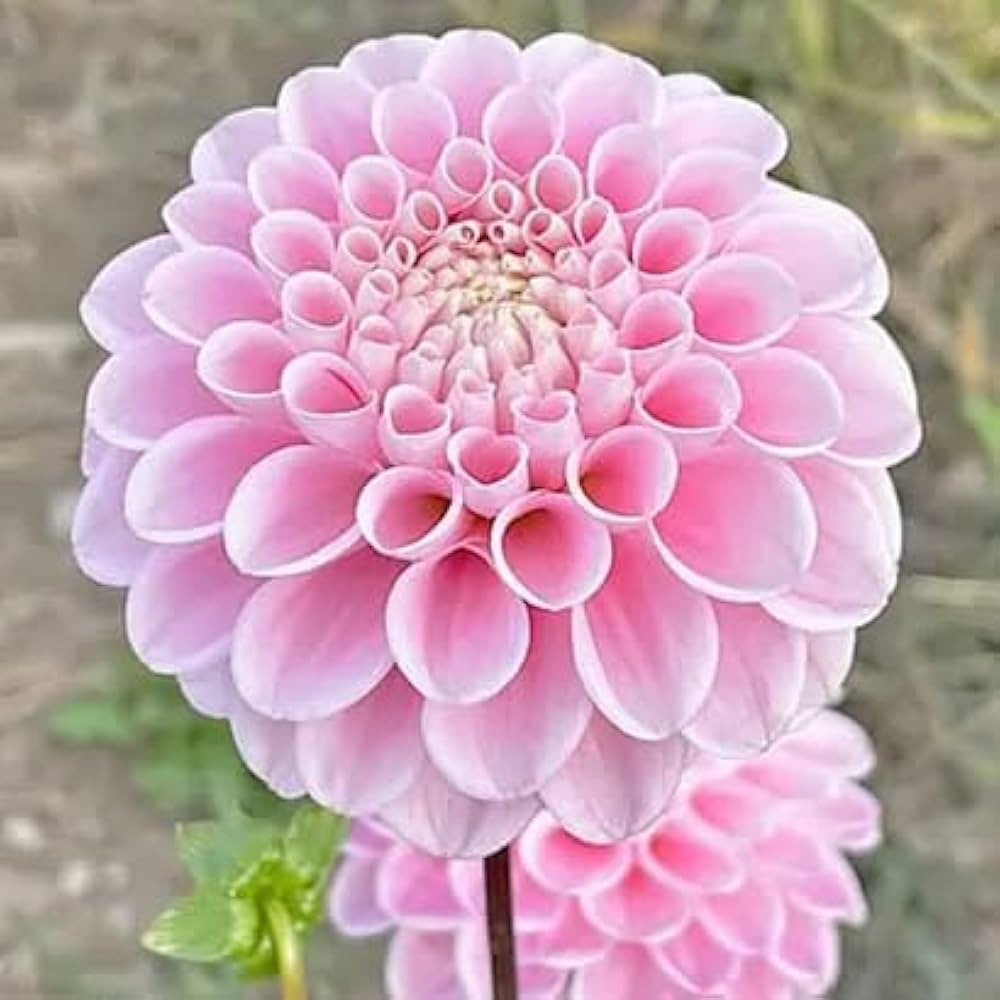 Pink Pompon flower seeds