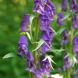 Monkshood Poisonous flower seeds