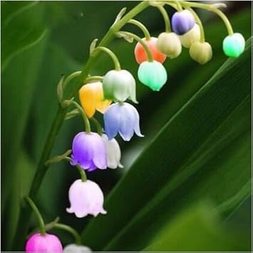 Bell Orchid flower seeds