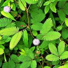 Mimosa Pudica flower seeds