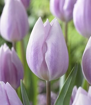 Light Purple flower seeds
