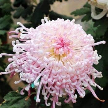 Pink Chrysanthemum flower seeds