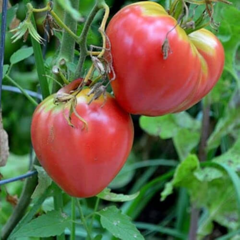 Pink Oxheart Tomato Seeds