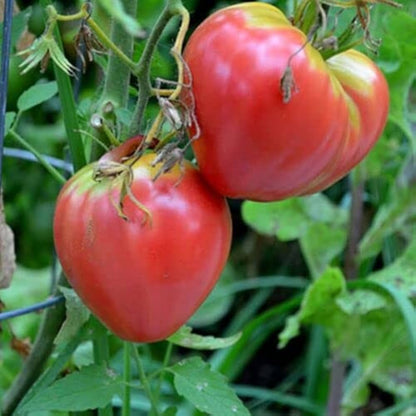 Pink Oxheart Tomato Seeds