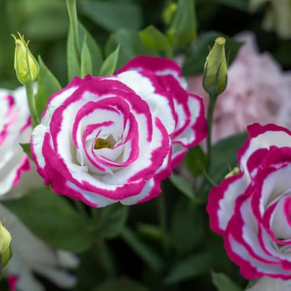 Sapphire Pink Eustoma Flower Seeds for Planting – Heirloom Non-GMO Garden Seeds