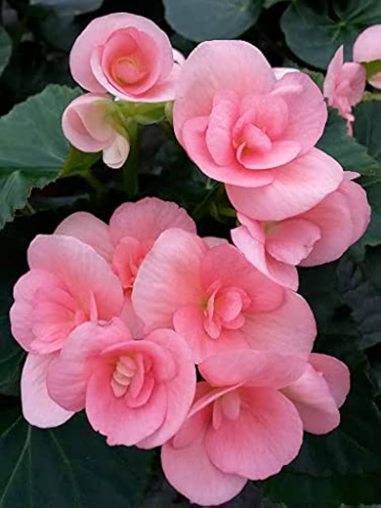 Begonia flower seeds