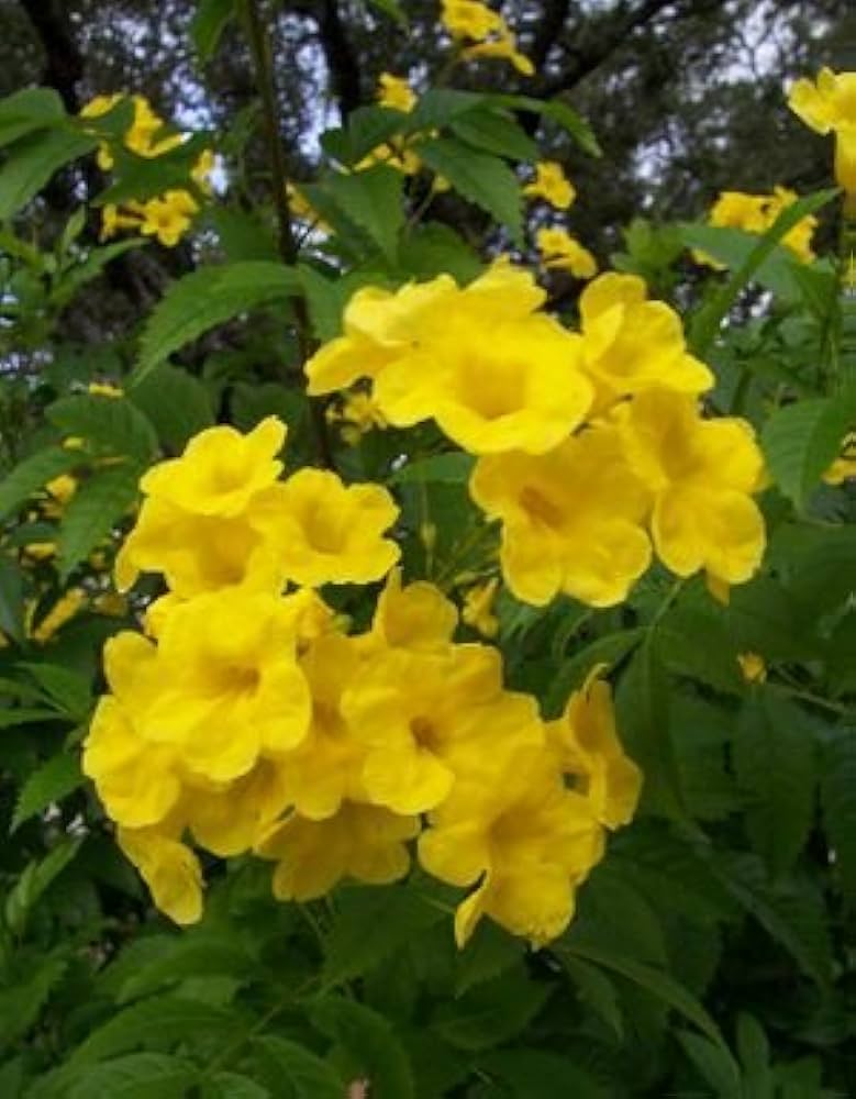 Rapeseed Brassica flower seeds