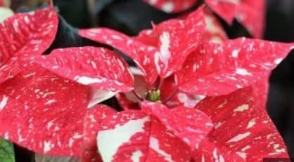 Red White flower seeds