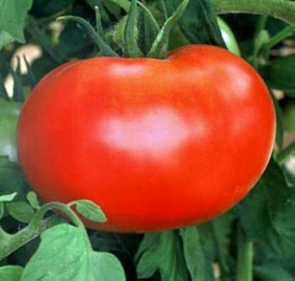 Better Boy Tomato Seeds for Planting – Heirloom Non-GMO Garden Seeds