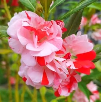 White Red flower seeds