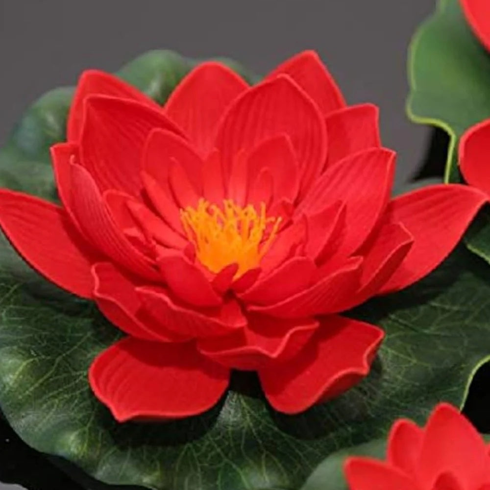 Royal Lotus plant