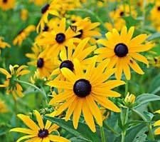 Yellow Goldsturm flower seeds