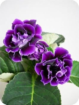 Purple Gloxinia flower seeds