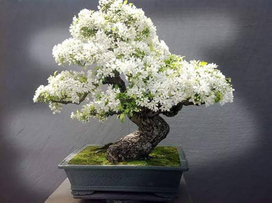 White Simsii flower seeds