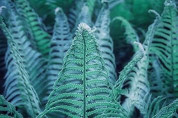 Blue Fern flower seeds