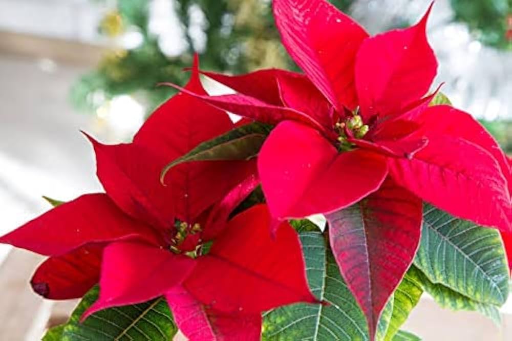 Red Green flower seeds