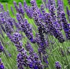 Munstead Lavender flower seeds