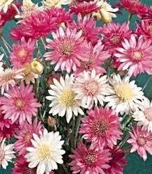 Xeranthemum Annum flower seeds