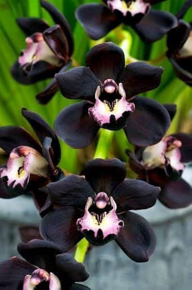 Black Orchid flower seeds