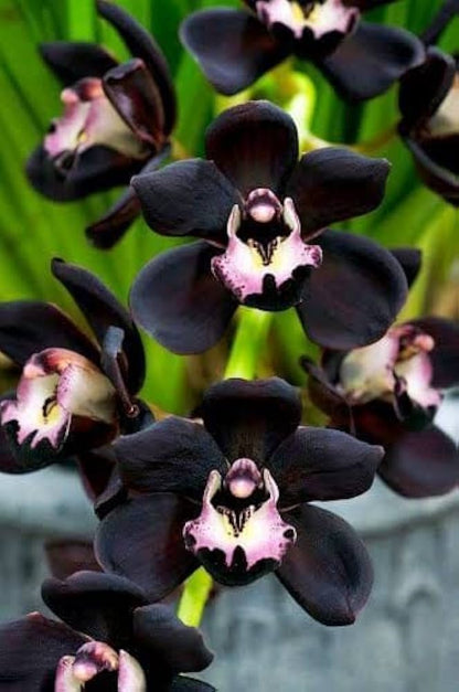 Black Orchid flower seeds