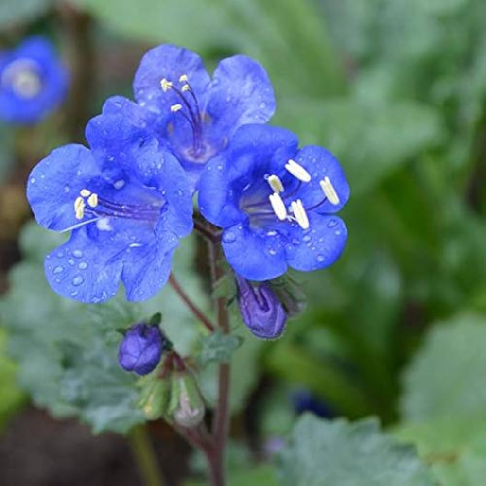 Blue Cali flower seeds