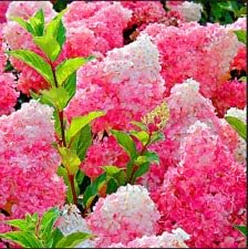 Vanilla Strawberry flower seeds