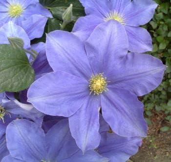 Clematis Blue flower seeds