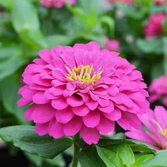 Zinnia Elegans flower seeds
