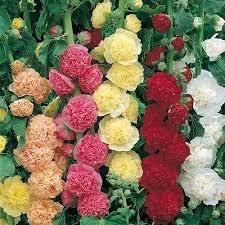 Mallow Alcea flower seeds