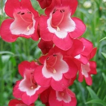 Red Scarlet flower seeds