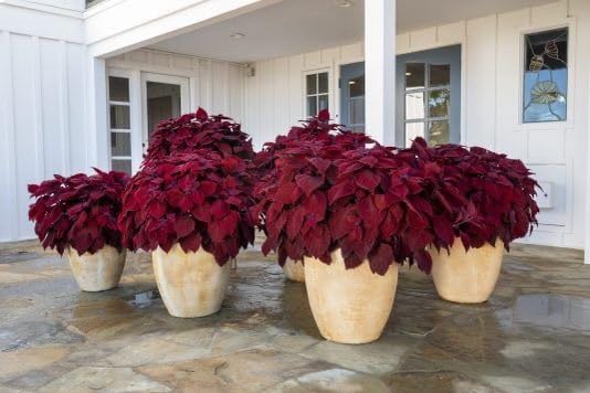 Maroon Coleus flower seeds