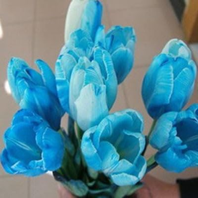 Blue Tulip flower seeds