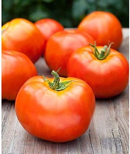 Atkinson Tomato Seeds for Planting – Heirloom Non-GMO Garden Seeds